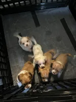 Puppy Four, a male Shih Tzu and Miniature Dachshund for sale in Lexington, KY – Photo 3 of 3