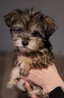 Hazel, a female Rat Terrier and Yorkshire Terrier for sale in Evansville, IN – Photo 2 of 2