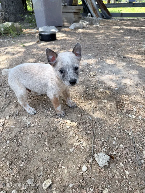 Oliver – Australian Cattle Dog puppy for sale in La Vernia, TX