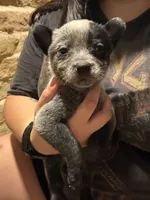 Patch, a male Australian Cattle Dog for sale in La Vernia, TX – 2 of 5
