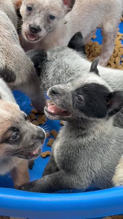Patch, a male Australian Cattle Dog for sale in La Vernia, TX – 4 of 5