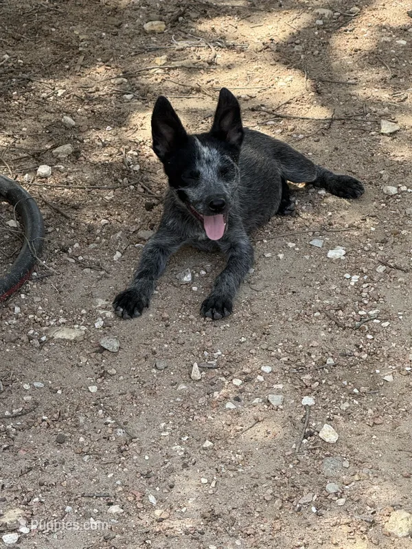 Claudette – Australian Cattle Dog puppy for sale in La Vernia, TX