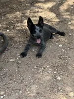 Claudette, a female Australian Cattle Dog for sale in La Vernia, TX – 1 of 4