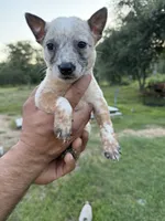 Oliver, a male Australian Cattle Dog for sale in La Vernia, TX – 3 of 5