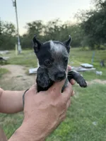 Claudette, a female Australian Cattle Dog for sale in La Vernia, TX – 2 of 2