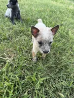 Oliver, a male Australian Cattle Dog for sale in La Vernia, TX – 2 of 5