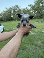Pebbles, a female Australian Cattle Dog for sale in La Vernia, TX – 2 of 2