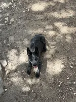 Claudette, a female Australian Cattle Dog for sale in La Vernia, TX – 3 of 4