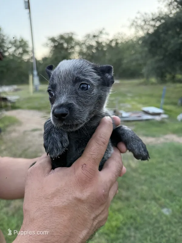 Claudette – Australian Cattle Dog puppy on hold in La Vernia, TX