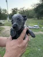 Claudette, a female Australian Cattle Dog for sale in La Vernia, TX – 1 of 2