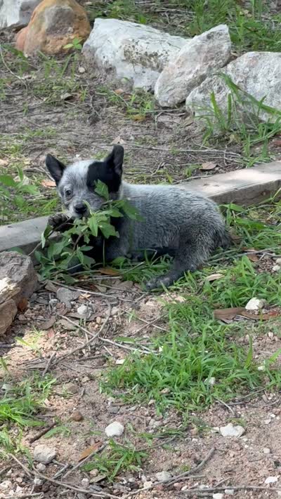 Patch, a male Australian Cattle Dog for sale in La Vernia, TX – 5 of 5