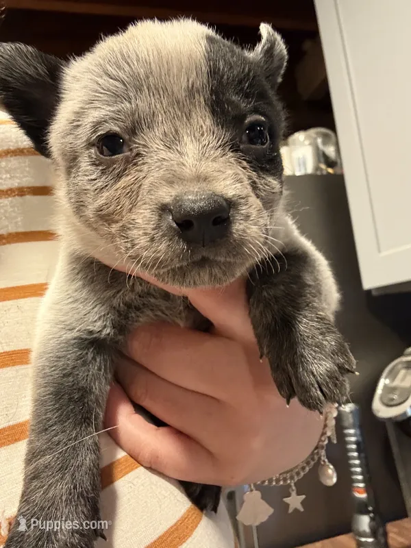 Patch – Australian Cattle Dog puppy for sale in La Vernia, TX