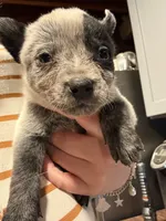 Patch, a male Australian Cattle Dog for sale in La Vernia, TX – 1 of 5