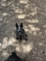 Claudette, a female Australian Cattle Dog for sale in La Vernia, TX – 2 of 4