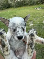 Marty, a male Australian Cattle Dog for sale in La Vernia, TX – 3 of 3