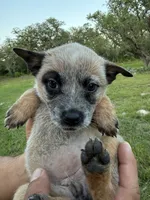 Oso, a female Australian Cattle Dog for sale in La Vernia, TX – 2 of 3