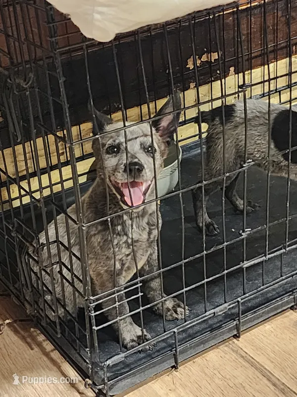 Pebbles – Australian Cattle Dog puppy for sale in La Vernia, TX