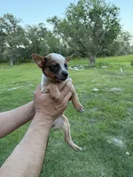 Panda, a female Australian Cattle Dog for sale in La Vernia, TX – 3 of 3