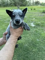 Coco, a female Australian Cattle Dog for sale in La Vernia, TX – 1 of 2