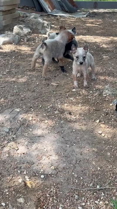 Oliver, a male Australian Cattle Dog for sale in La Vernia, TX – 5 of 5