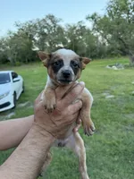Panda, a female Australian Cattle Dog for sale in La Vernia, TX – 2 of 3