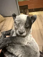 Patch, a male Australian Cattle Dog for sale in La Vernia, TX – 3 of 5