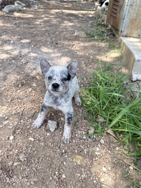 Marty – Australian Cattle Dog puppy for sale in La Vernia, TX