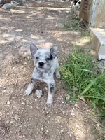Marty, a male Australian Cattle Dog for sale in La Vernia, TX – 1 of 3