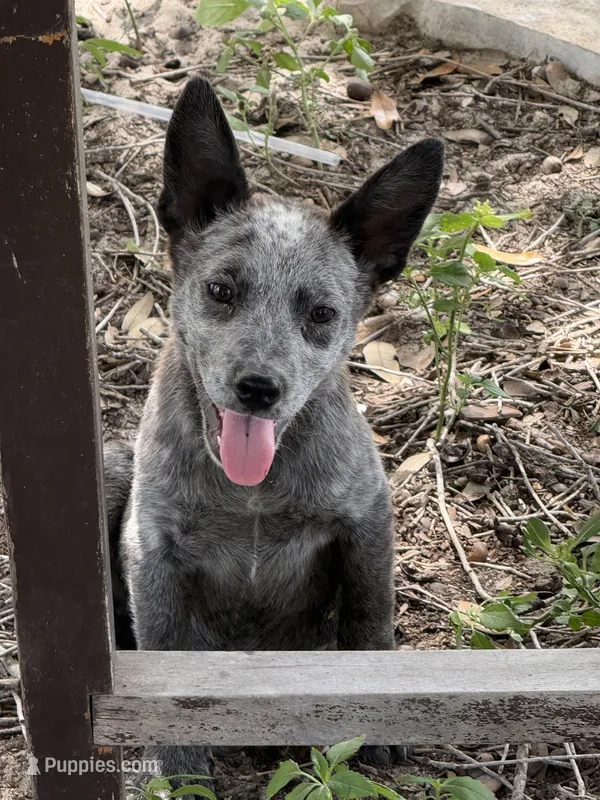 Pebbles – Australian Cattle Dog puppy for sale in La Vernia, TX