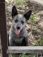 Pebbles, a female Australian Cattle Dog for sale in La Vernia, TX – 1 of 3