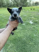 Coco, a female Australian Cattle Dog for sale in La Vernia, TX – 2 of 2
