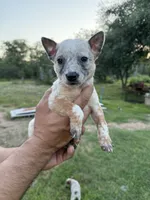 Oliver, a male Australian Cattle Dog for sale in La Vernia, TX – 4 of 5