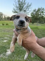 Rowdette , a female Australian Cattle Dog for sale in La Vernia, TX – 2 of 3