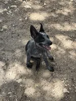 Claudette, a female Australian Cattle Dog for sale in La Vernia, TX – 4 of 4