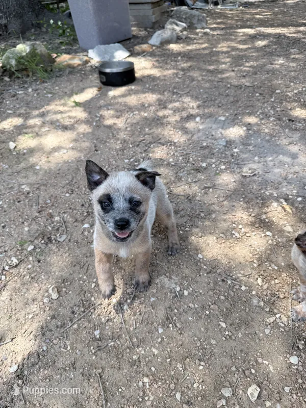 Oso – Australian Cattle Dog puppy for sale in La Vernia, TX