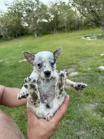 Marty, a male Australian Cattle Dog for sale in La Vernia, TX – 2 of 3