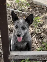 Pebbles, a female Australian Cattle Dog for sale in La Vernia, TX – 2 of 3