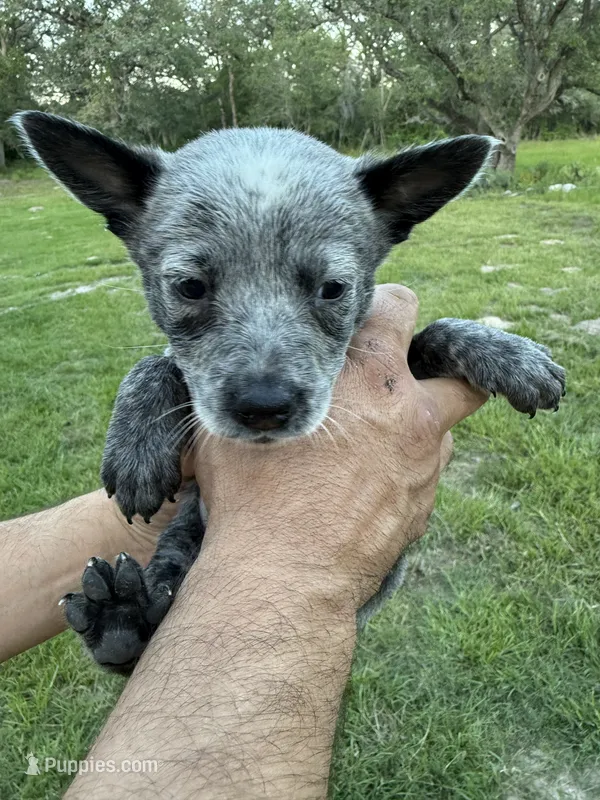 Pebbles – Australian Cattle Dog puppy for sale in La Vernia, TX