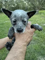 Pebbles, a female Australian Cattle Dog for sale in La Vernia, TX – 1 of 2
