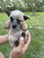 Oso, a female Australian Cattle Dog for sale in La Vernia, TX – 3 of 3