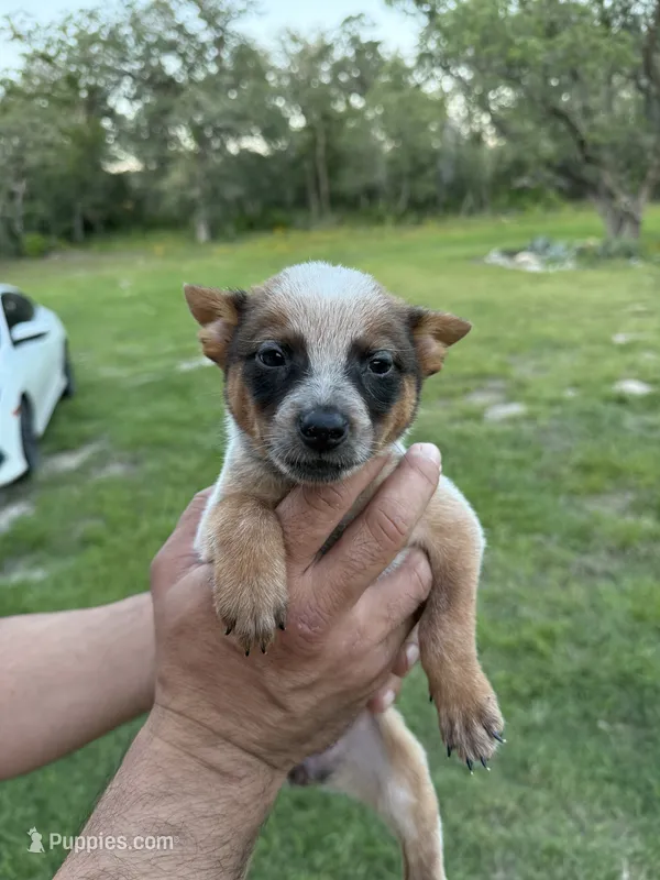 Panda – Australian Cattle Dog puppy for sale in La Vernia, TX