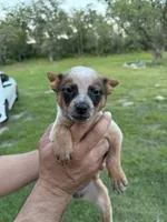 Panda, a female Australian Cattle Dog for sale in La Vernia, TX – 1 of 3