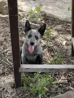 Pebbles, a female Australian Cattle Dog for sale in La Vernia, TX – 3 of 3