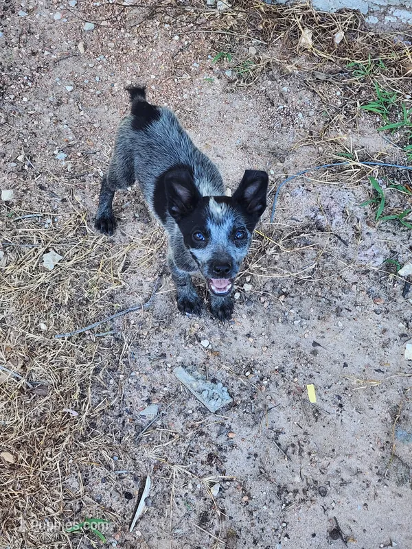 Claudette – Australian Cattle Dog puppy for sale in La Vernia, TX