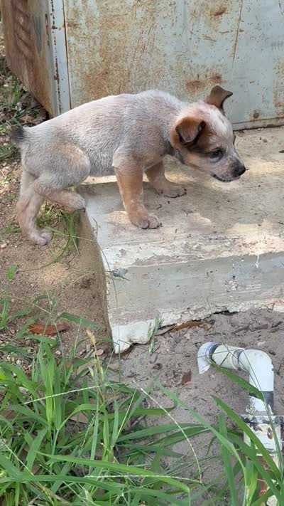 Rowdette , a female Australian Cattle Dog for sale in La Vernia, TX – 3 of 3