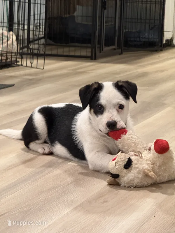 Sally – Australian Cattle Dog, Australian Shepherd puppy for sale in Hodgenville, KY