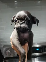 Jagger , a male Pug for sale in Houston, TX – Photo 2 of 2