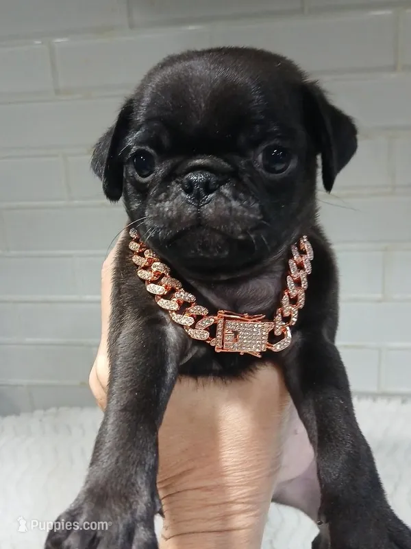 Jagger  – Pug puppy for sale in Houston, TX