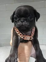 Jagger , a male Pug for sale in Houston, TX – Photo 1 of 2