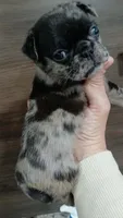King, a male Pug for sale in Houston, TX – 2 of 2